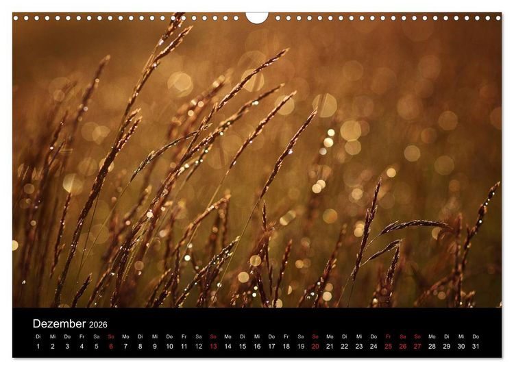 Produktbild: Bl&uuml;tenzauber 2026 (Wandkalender 2026 DIN A3 quer), CALVENDO Monatskalender