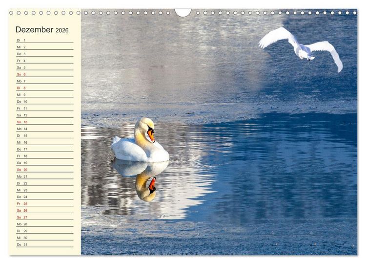 Produktbild: Wir sind die Stars am Wasser (Wandkalender 2026 DIN A3 quer), CALVENDO Monatskalender