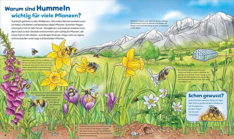 Produktbild: WAS IST WAS Junior Band 34 Bienen, Wespen, Hummeln