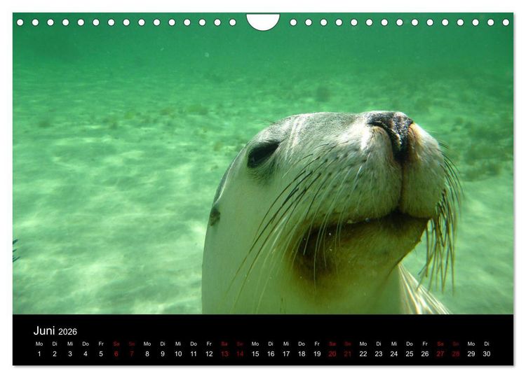 Produktbild: Australian Wildlife (Wandkalender 2026 DIN A4 quer), CALVENDO Monatskalender