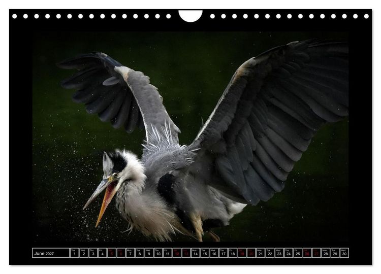 Produktbild: The heron parade (Wall Calendar 2027 DIN A4 landscape), CALVENDO 12 Month Wall Calendar
