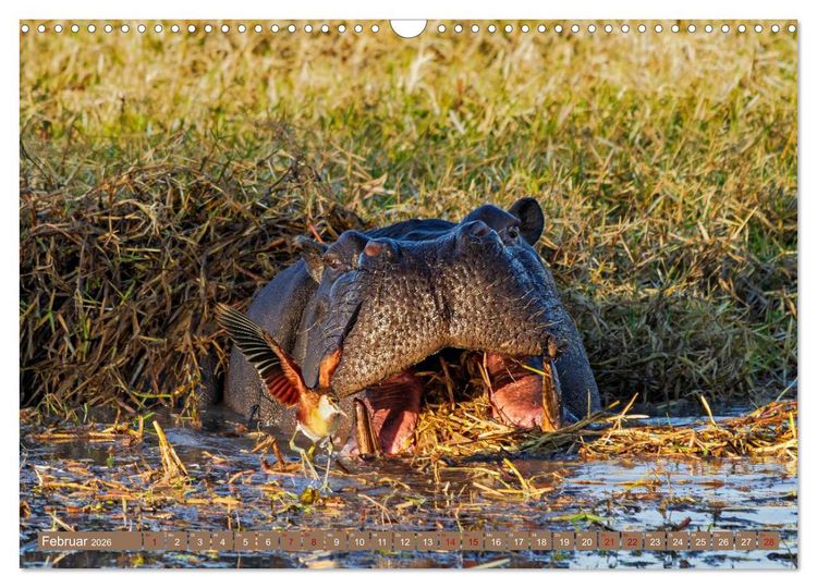 Produktbild: Hippos - Gef&auml;hrliche Giganten (Wandkalender 2026 DIN A3 quer), CALVENDO Monatskalender