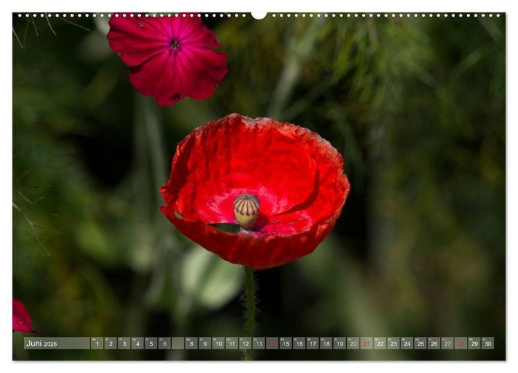Produktbild: Mohn (hochwertiger Premium Wandkalender 2026 DIN A2 quer), Kunstdruck in Hochglanz