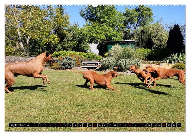 Produktbild: Rhodesian Ridgeback, Pure Lebensfreude (hochwertiger Premium Wandkalender 2026 DIN A2 quer), Kunstdruck in Hochglanz
