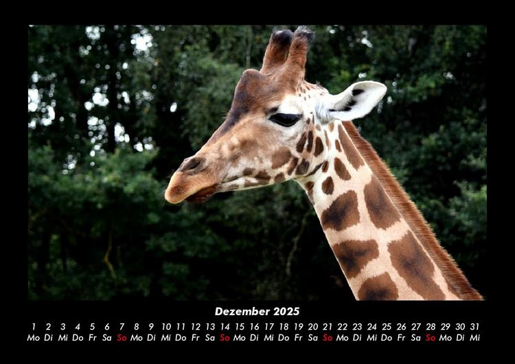 Produktbild: Giraffen 2025 Fotokalender DIN A3