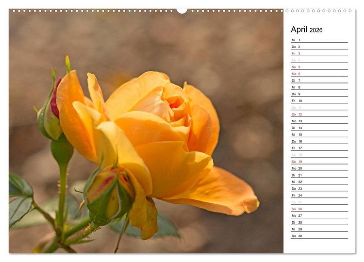 Produktbild: Zauberhafte Rosen (Wandkalender 2026 DIN A2 quer), CALVENDO Monatskalender