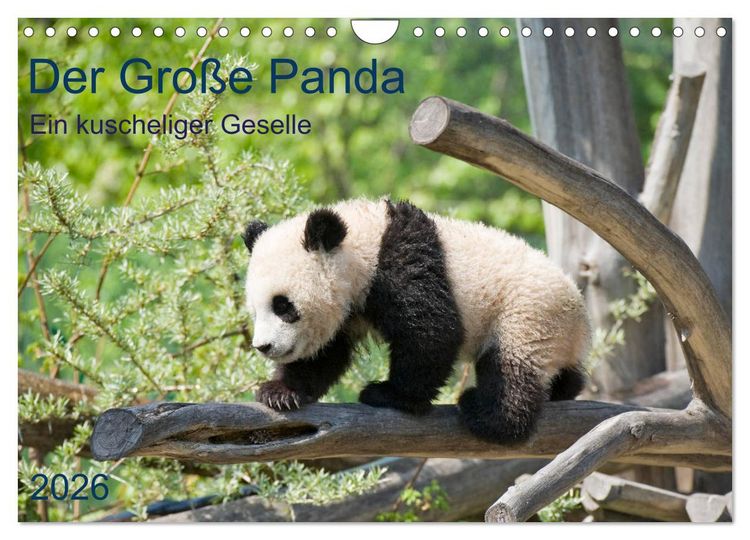 Produktbild: Der Gro&szlig;e Panda Ein kuscheliger Geselle (Wandkalender 2026 DIN A4 quer), CALVENDO Monatskalender
