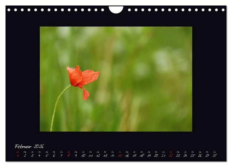 Produktbild: MOHNographie (Wandkalender 2026 DIN A4 quer), CALVENDO Monatskalender