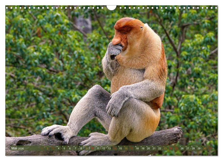 Produktbild: Nasenaffen von Borneo (Wandkalender 2026 DIN A3 quer), CALVENDO Monatskalender