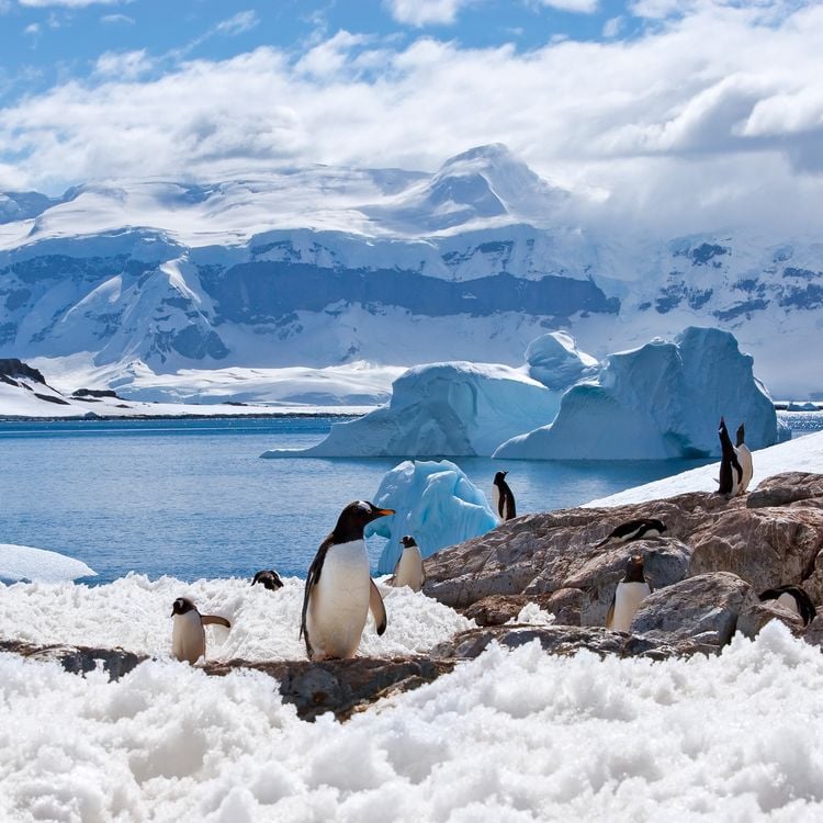 Produktbild: Penguins 2027