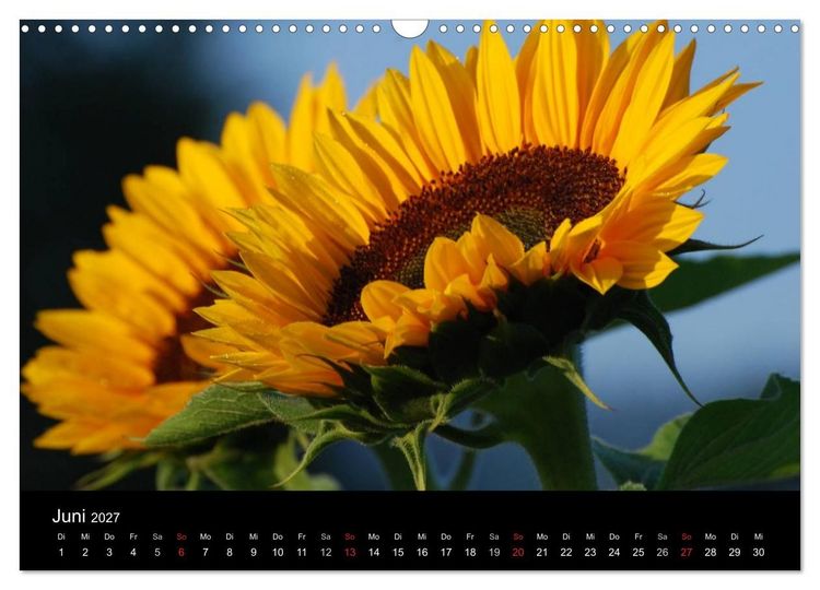 Produktbild: Sonnenblumen (Wandkalender 2027 DIN A3 quer), CALVENDO Monatskalender