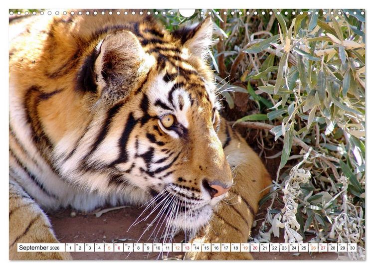 Produktbild: TIGER IMPRESSIONEN Gestreifte Seltenheit auf unserer Erde (Wandkalender 2026 DIN A3 quer), CALVENDO Monatskalender