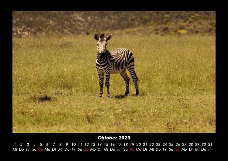Produktbild: Zebrazauber 2025 Fotokalender DIN A3