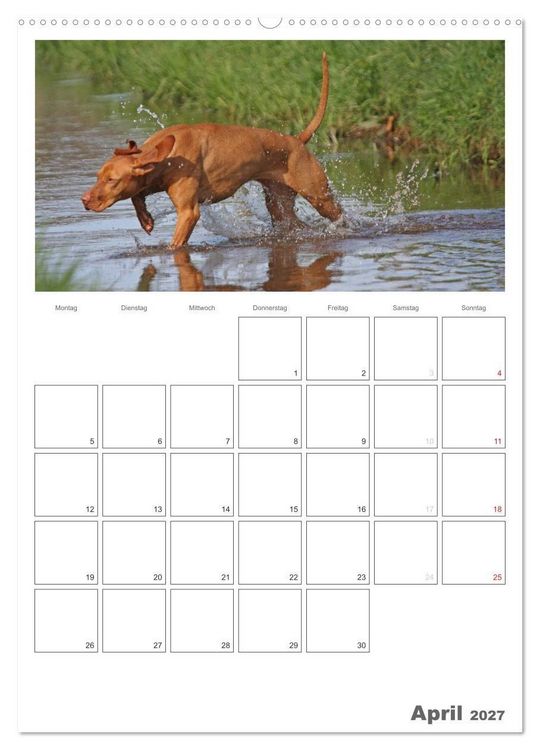 Produktbild: Magyar Vizsla (Wandkalender 2027 DIN A2 hoch), CALVENDO Monatskalender