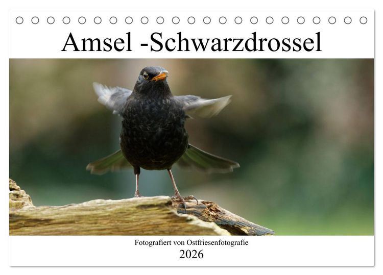 Produktbild: Amsel - Schwarzdrossel fotografiert von Ostfriesenfotografie (Tischkalender 2026 DIN A5 quer), CALVENDO Monatskalender