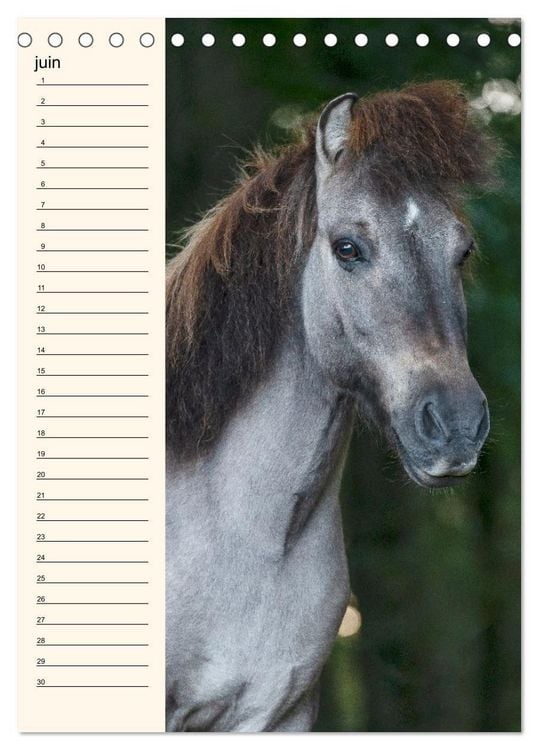 Produktbild: Cheval islandais - Calendrier anniversaire (Calendrier de bureau 2026 DIN A5 horizontal), CALVENDO calendrier mensuel