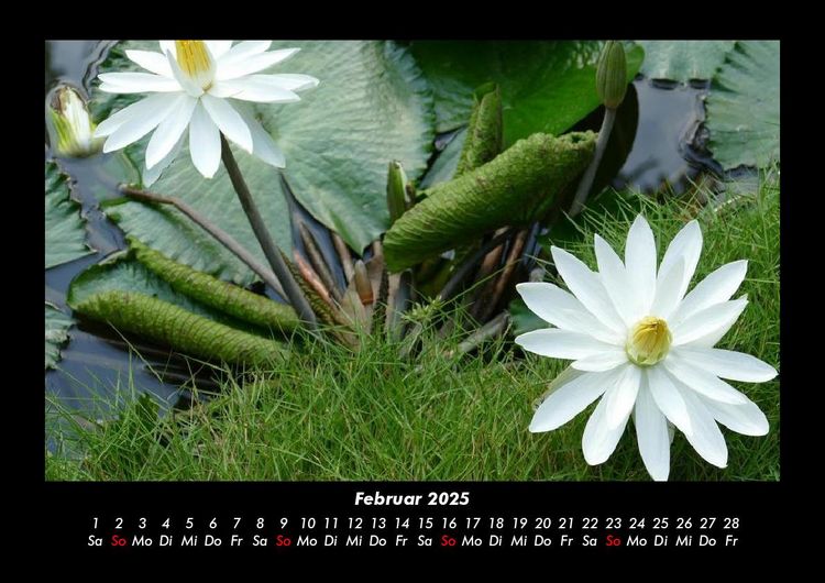 Produktbild: Rosentraum 2025 Fotokalender DIN A3