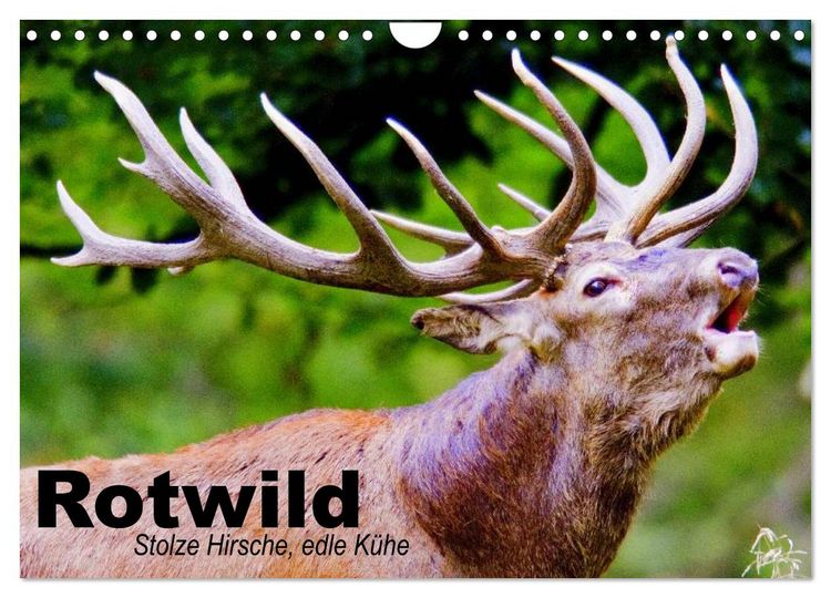Produktbild: Rotwild. Edle Hirsche, stolze K&uuml;he (Wandkalender 2026 DIN A4 quer), CALVENDO Monatskalender