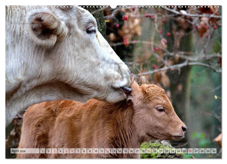 Produktbild: Gl&uuml;ckliche K&uuml;he auf saftigen Wiesen (Wandkalender 2026 DIN A2 quer), CALVENDO Monatskalender