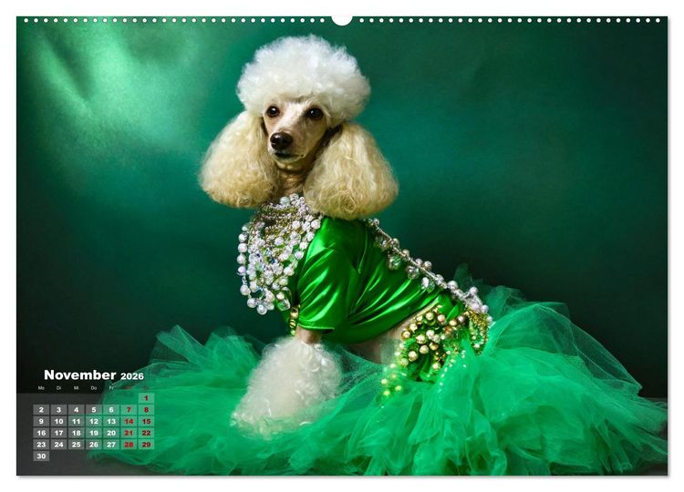 Produktbild: Kleine Hunde - Gro&szlig;e Diven (Wandkalender 2026 DIN A2 quer), CALVENDO Monatskalender