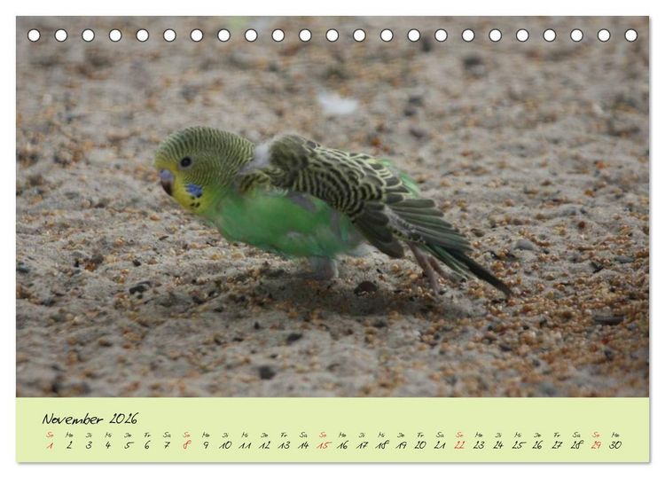 Produktbild: Wellensittiche - Gefiederte Freunde (Tischkalender 2026 DIN A5 quer), CALVENDO Monatskalender