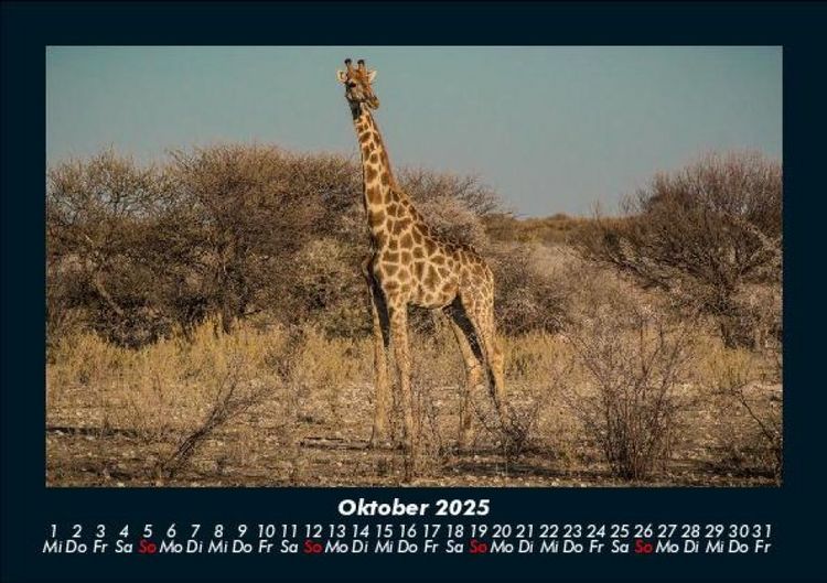 Produktbild: Giraffen 2025 Fotokalender DIN A5
