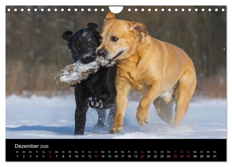 Produktbild: Labrador Retriever 2026 (Wandkalender 2026 DIN A4 quer), CALVENDO Monatskalender