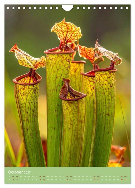 Produktbild: Bizarre Carnivores (Wall Calendar 2027 DIN A4 portrait), CALVENDO 12 Month Wall Calendar
