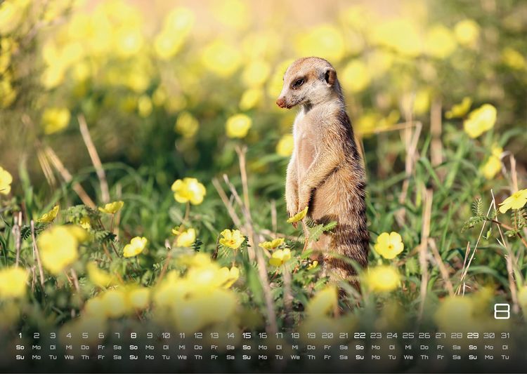 Produktbild: Erdm&auml;nnchen &ndash; Kleine W&auml;chter, gro&szlig;e Abenteuer! - 2027 - Kalender DIN A3