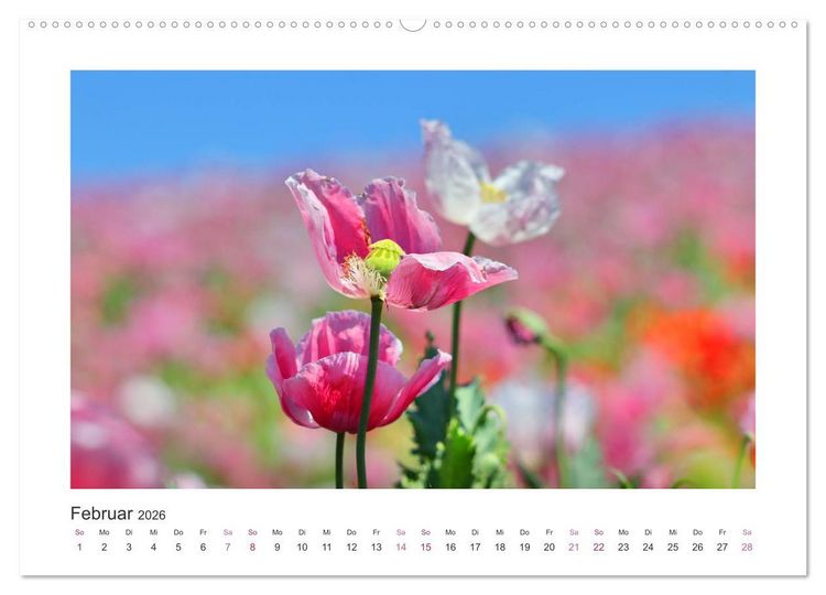 Produktbild: Mohn, Bl&uuml;tenzauber in Rosa, Pink und Wei&szlig; (Wandkalender 2026 DIN A2 quer), CALVENDO Monatskalender