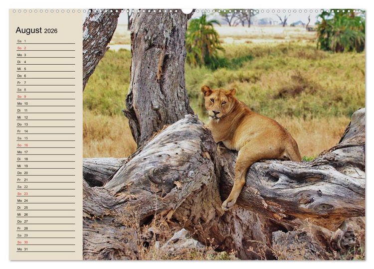 Produktbild: L&ouml;wen. Majest&auml;tische Kraft (Wandkalender 2026 DIN A2 quer), CALVENDO Monatskalender