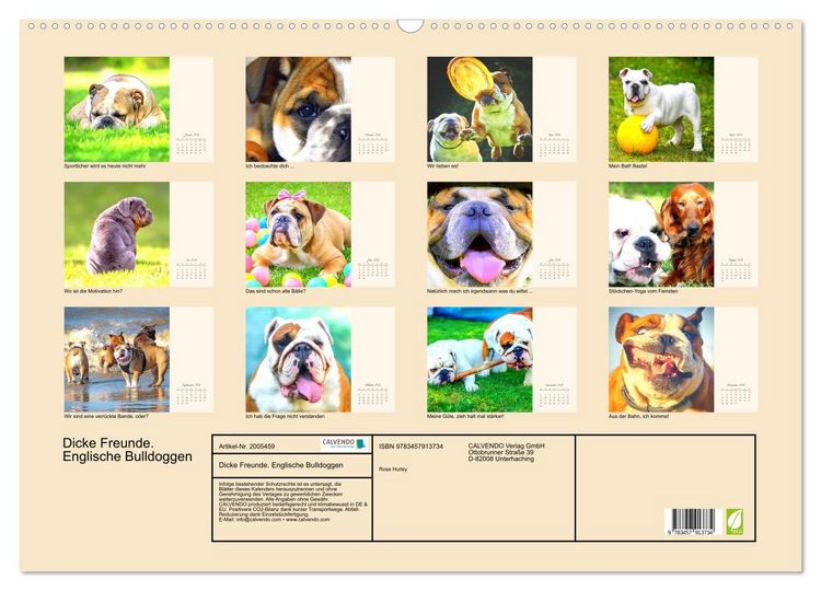 Produktbild: Dicke Freunde. Englische Bulldoggen (Wandkalender 2026 DIN A2 quer), CALVENDO Monatskalender