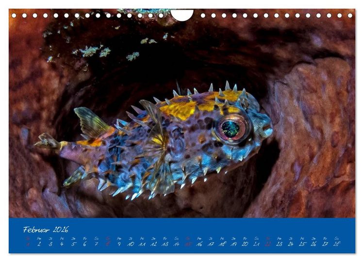 Produktbild: Meer sehen - Abenteuer Tauchen (Wandkalender 2026 DIN A4 quer), CALVENDO Monatskalender