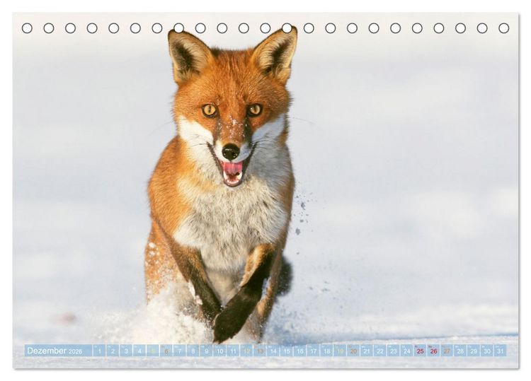 Produktbild: Wildtiere des Waldes: Hier wird der Mythos Wald lebendig (Tischkalender 2026 DIN A5 quer), CALVENDO Monatskalender