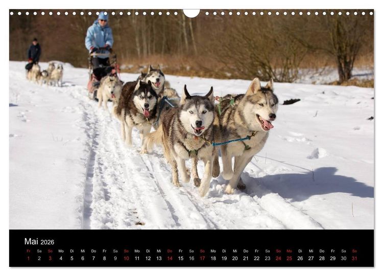 Produktbild: Huskys (Wandkalender 2026 DIN A3 quer), CALVENDO Monatskalender