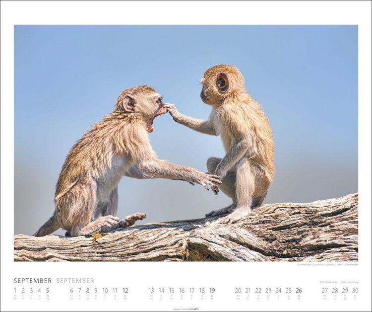 Produktbild: African Wildlife Kalender 2027