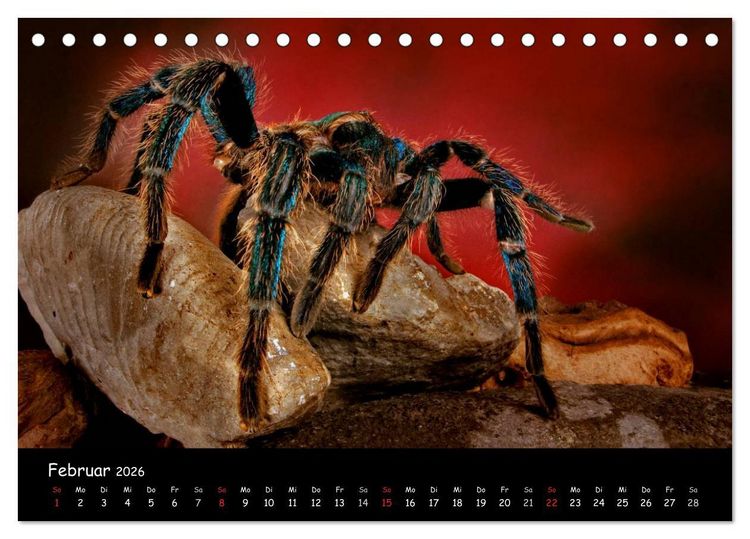 Produktbild: Mystische Vogelspinnen (Tischkalender 2026 DIN A5 quer), CALVENDO Monatskalender