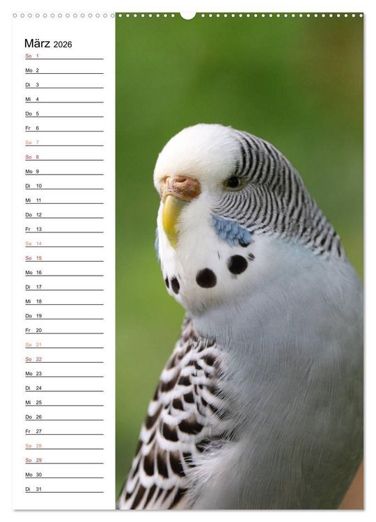 Produktbild: WELLENSITTICHE - S&uuml;&szlig;e Wellis (Wandkalender 2026 DIN A2 hoch), CALVENDO Monatskalender