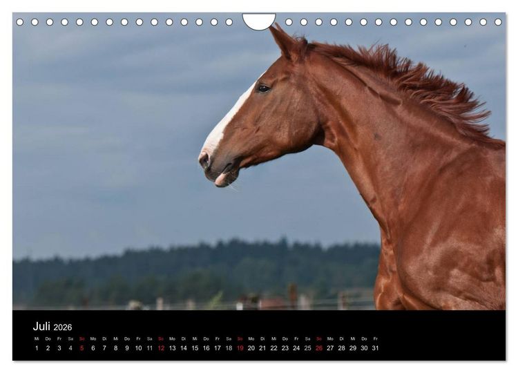 Produktbild: Pferdekalender (Wandkalender 2026 DIN A4 quer), CALVENDO Monatskalender