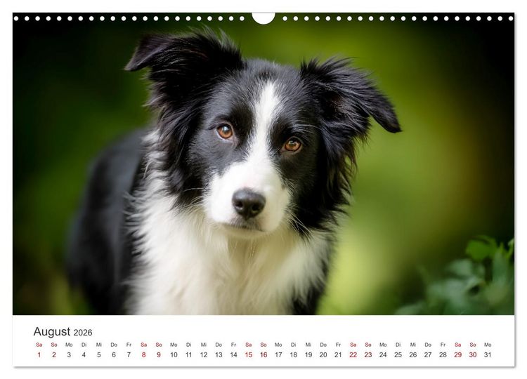 Produktbild: Sch&ouml;n, schlau, schnell! - Der Border Collie - Kalender (Wandkalender 2026 DIN A3 quer), CALVENDO Monatskalender