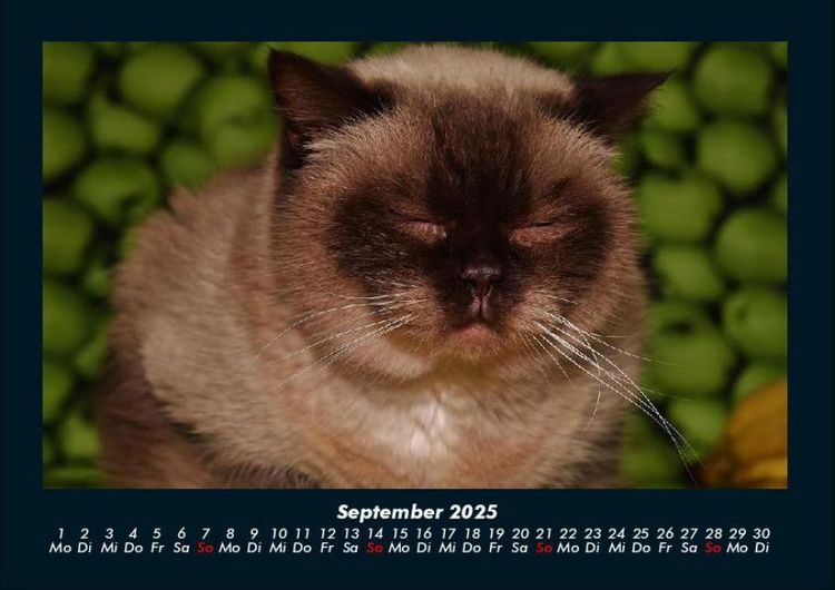 Produktbild: F&uuml;r Katzenfreunde 2025 Fotokalender DIN A4