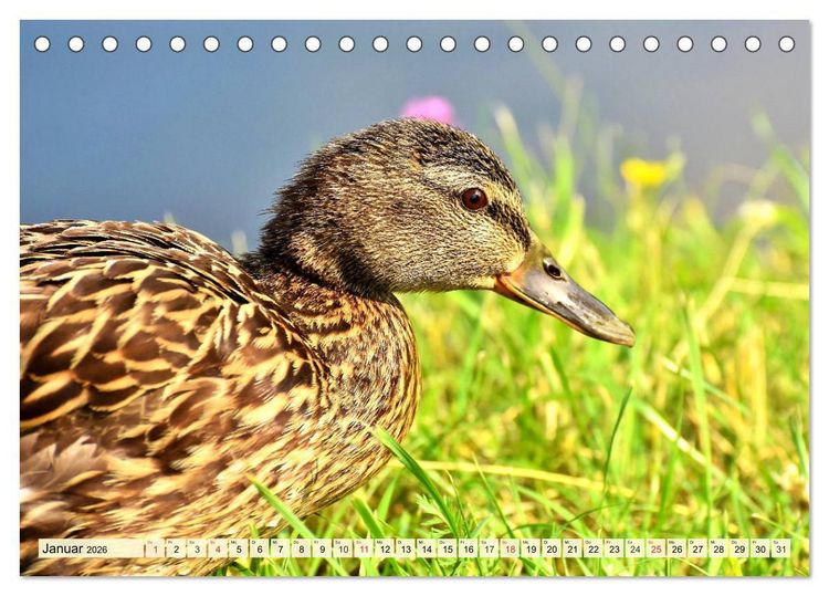 Produktbild: Enten. Beliebt, h&uuml;bsch und imposant (Tischkalender 2026 DIN A5 quer), CALVENDO Monatskalender