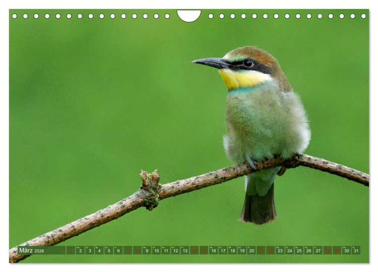 Produktbild: Geliebtes Federvieh (Wandkalender 2026 DIN A4 quer), CALVENDO Monatskalender