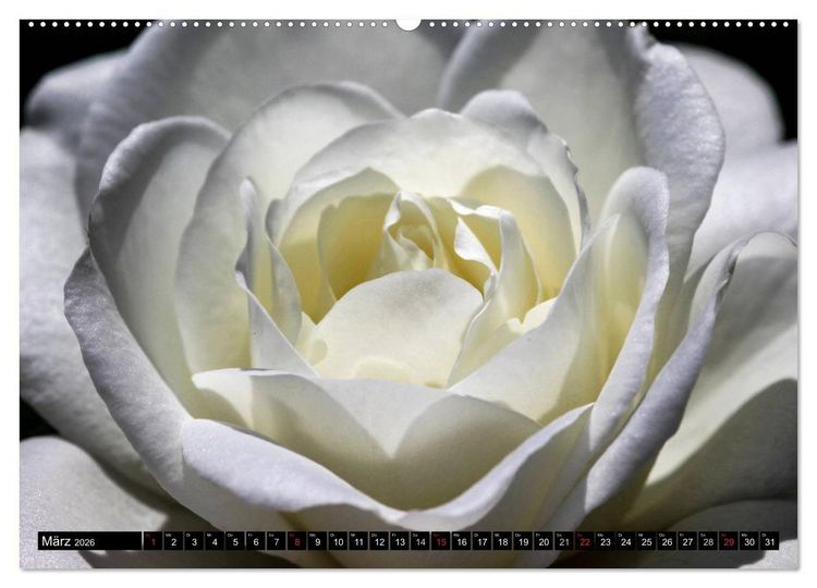 Produktbild: Rosen nat&uuml;rlich sch&ouml;n (hochwertiger Premium Wandkalender 2026 DIN A2 quer), Kunstdruck in Hochglanz
