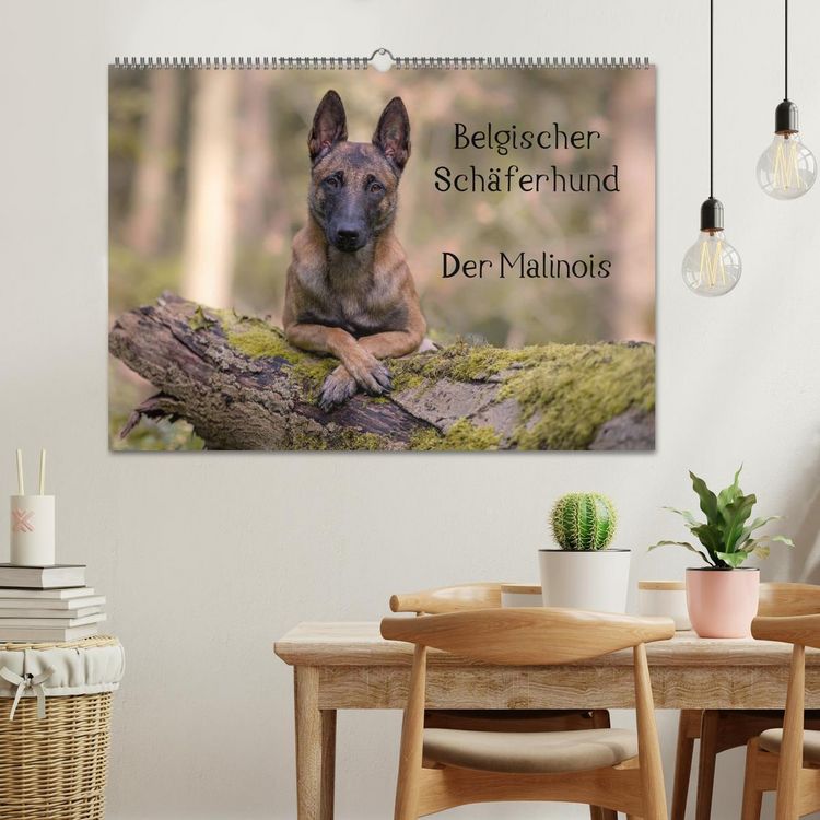 Produktbild: Belgischer Sch&auml;ferhund - Der Malinois (Wandkalender 2026 DIN A2 quer), CALVENDO Monatskalender