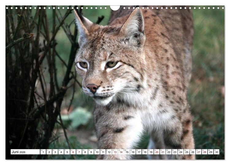 Produktbild: Familie Luchs - Die J&auml;ger mit dem Pinselohr (Wandkalender 2026 DIN A3 quer), CALVENDO Monatskalender