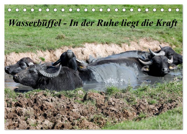 Produktbild: Wasserb&uuml;ffel - In der Ruhe liegt die Kraft (Tischkalender 2026 DIN A5 quer), CALVENDO Monatskalender