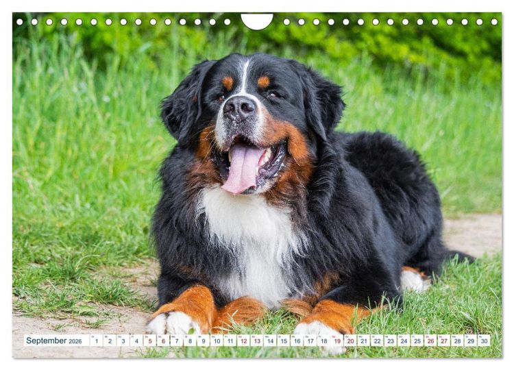 Produktbild: Berner Sennenhund - Ein Traum auf vier Pfoten (Wandkalender 2026 DIN A4 quer), CALVENDO Monatskalender