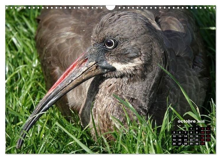 Produktbild: Oiseaux exotiques (Calendrier mural 2026 DIN A3 vertical), CALVENDO calendrier mensuel