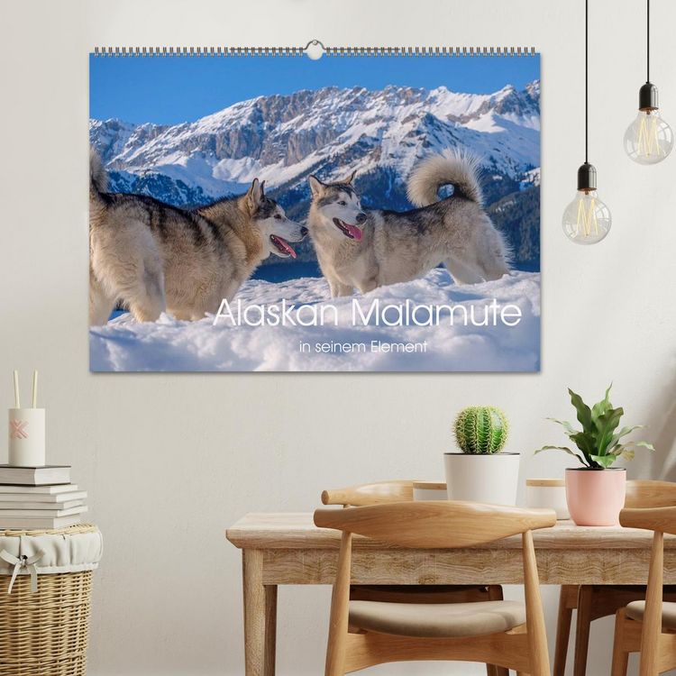 Produktbild: Alaskan Malamute in seinem Element (Wandkalender 2026 DIN A2 quer), CALVENDO Monatskalender